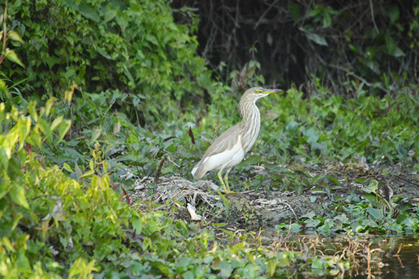 Alipurduar