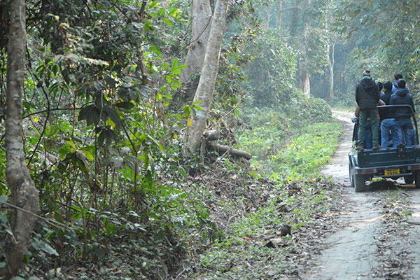 Chilapata Forest